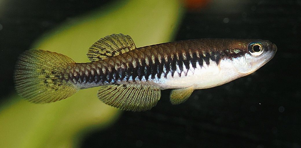 aff_katangae_ZASB_25-3