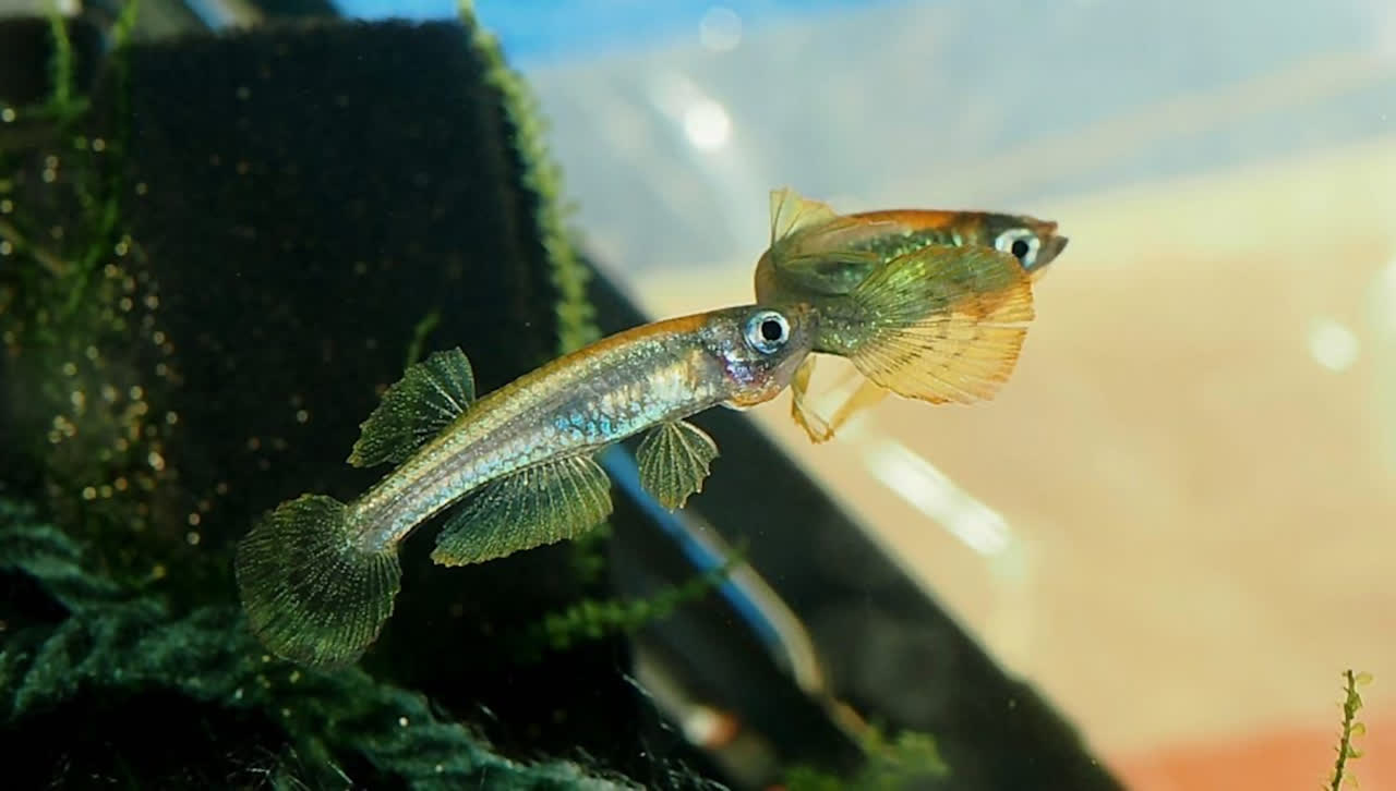 cf_rancurelli_WAC_2018