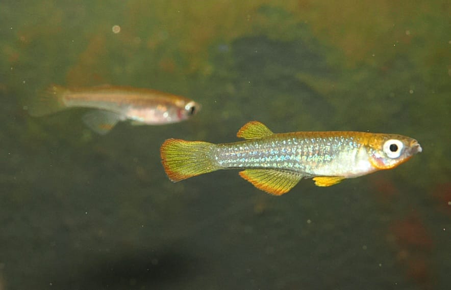 Ankasa -  sp. Anksa