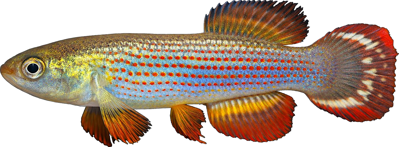 Gran_Chaco_III_BPB_2015-03_Bolivia