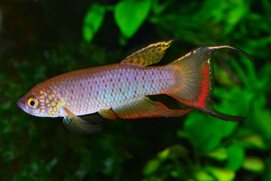 Rachovia species "Monteria"