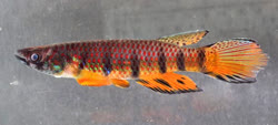 Epiplatys species 'Sindara'