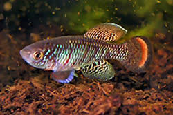 Nothobranchius species 'Maz Riv MOZ 04-2'