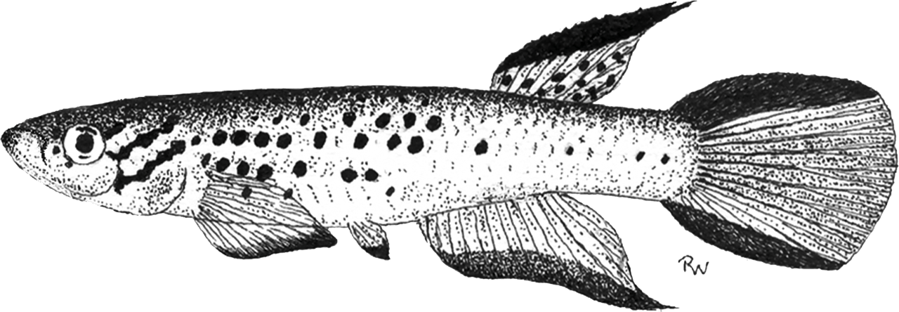 Aphyosemion teugelsi