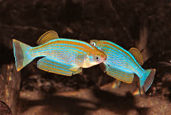 TGN -  Lamprichthys tanganicanus
