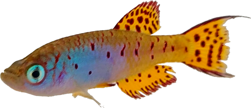 Fundulosoma thierryi