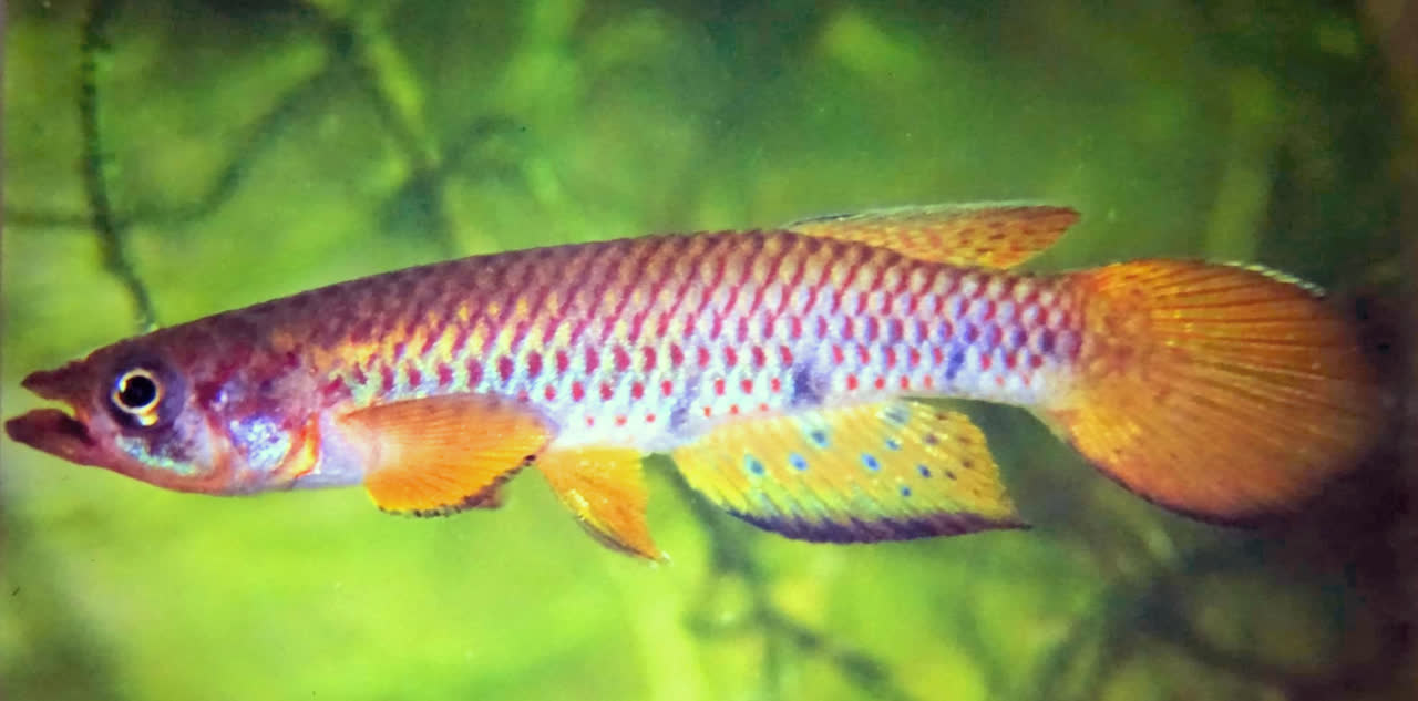 Epiplatys togolensis