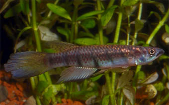 Epiplatys togolensis