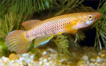 Epiplatys togolensis