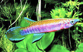 Epiplatys fasciolatus tototaensis Firestone'