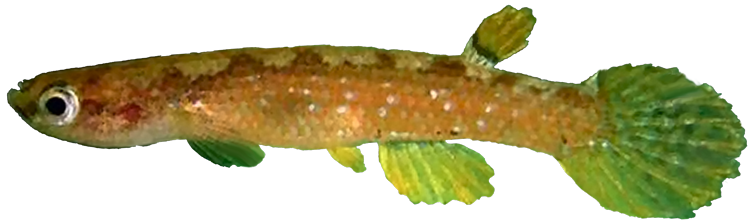 Rivulus (Laimosemion) ubim