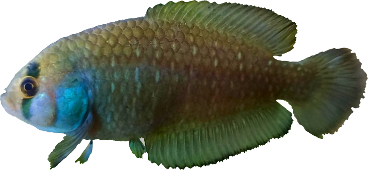 Austrolebias univentripinnis