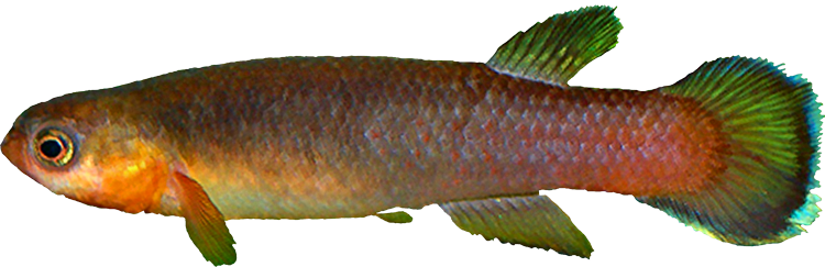 Rivulus (Cynodonichthys) uroflammeus uroflammeus