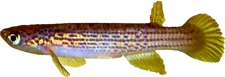 Rivulus (Anablepsoides) urophthalmus