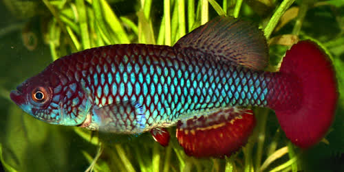 Nothobranchius usanguensis