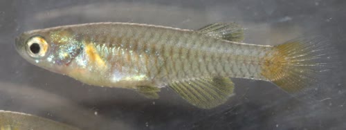 Lacustricola usanguensis