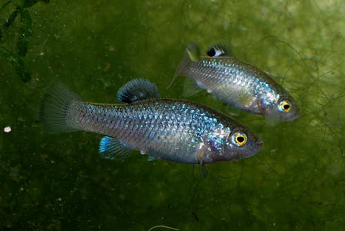 Cyprinodon veronicae