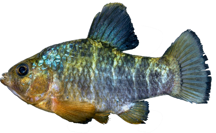 Cyprinodon variegatus