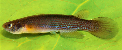 Rivulus (Anablepsoides) vieirai