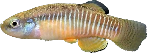 Anatolichthys villwocki