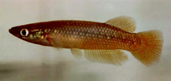 Pachypanchax varatraza