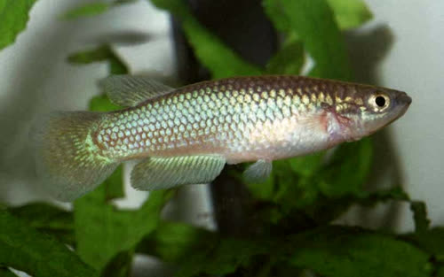 Pachypanchax varatraza from Menambery