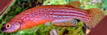 Rivulus (Anablepsoides) waimacui