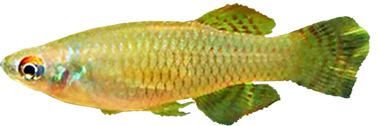Aapticheilichthys websteri