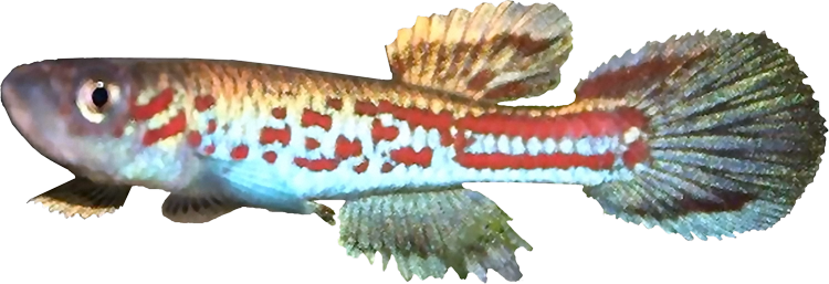 Aphyosemion hanneloreae wuendschi