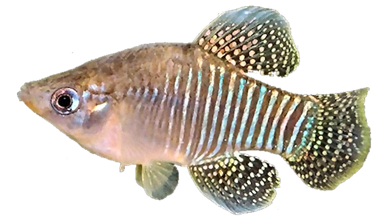 Fundulus xenica