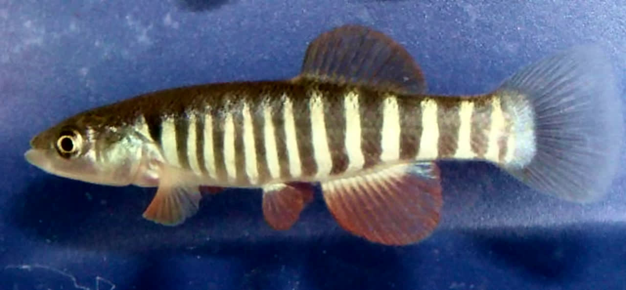 Fundulus zebrinus