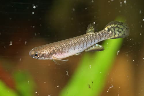 Rivulus (Melanorivulus) zygonectes