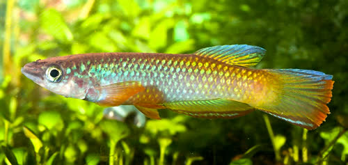 Epiplatys fasciolatus zimiensis