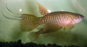 Gnatholebias zonatus 