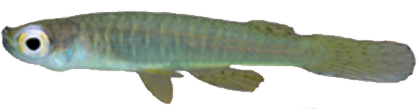 Fluviphylax zonatus