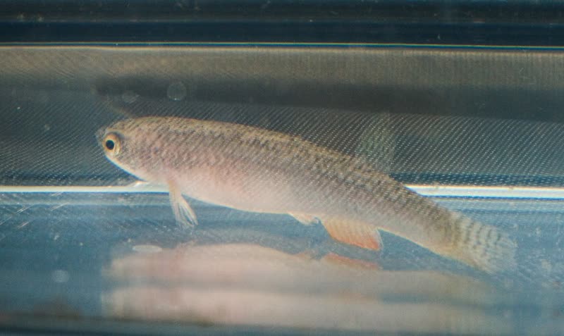 Rivulus agilae Mappa Lake Berbice Guyana