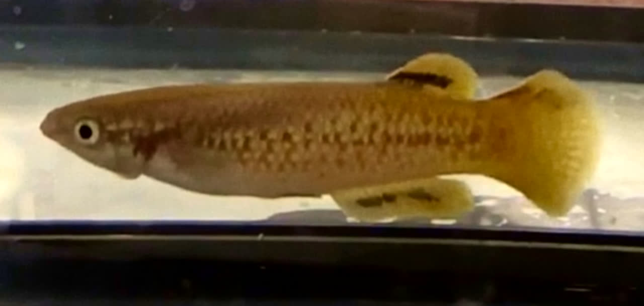 P. sakaramyi