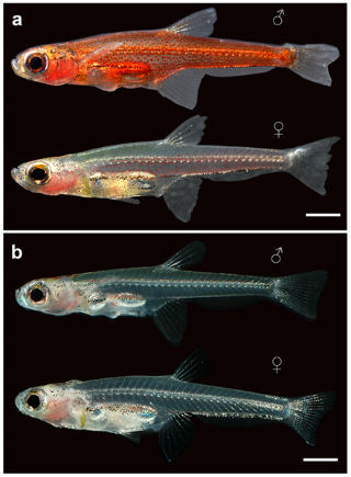 http://journals.plos.org/plosone/article?id=10.1371/journal.pone.0037305