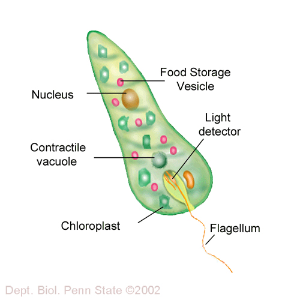 euglena