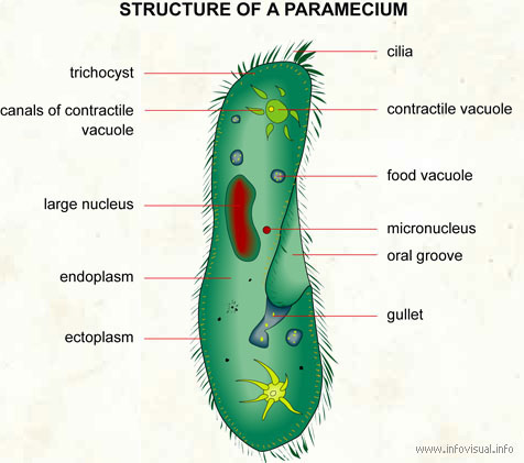 paramecium