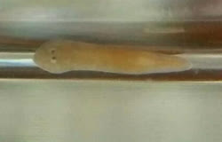 Planaria