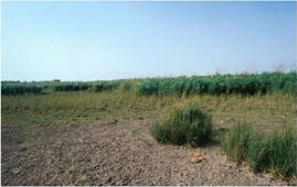 habitat